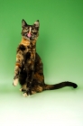 Picture of tortoiseshell shorthair (non pedigree) cat with tongue out