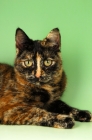 Picture of tortoiseshell shorthair (non pedigree) portrait