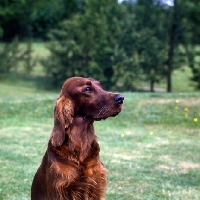 Picture of tosca,  irish setter looking away