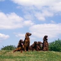 Picture of tosca, amy, harry and mac, group of five irish setters