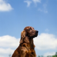 Picture of tosca, cornevon irish setters, sky background