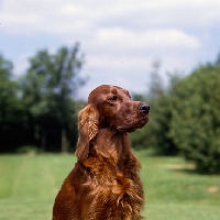 Picture of tosca, irish setter head and shoulders 