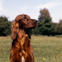 Picture of tosca, irish setter head and shoulder 