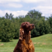 Picture of tosca, proud irish setter, portrait 