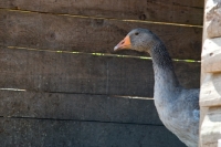 Picture of toulouse geese in a shed