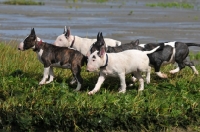Picture of toung Bull Terrier going for a walk