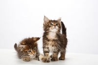 Picture of tow Maine Coon Kittens