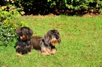 Picture of tow Wirehaired Dachshund dogs