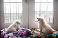 Picture of toy and miniature poodle sitting in window together