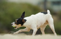 Picture of toy Fox Terrer playing with sand