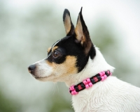Picture of Toy Fox Terrier  profile