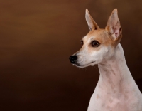 Picture of Toy Fox Terrier, head study