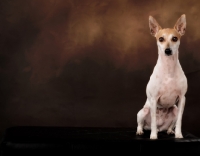 Picture of toy Fox Terrier in studio