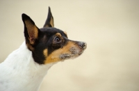 Picture of Toy Fox Terrier looking ahead