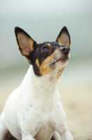 Picture of Toy Fox Terrier looking up