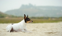 Picture of Toy Fox Terrier lying on sand