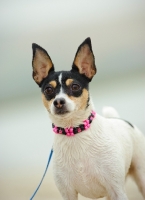Picture of Toy Fox Terrier on lead