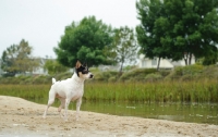 Picture of Toy Fox Terrier on sand near water