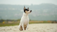 Picture of Toy Fox Terrier on sand