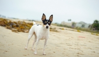 Picture of Toy Fox Terrier on sand