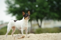 Picture of Toy Fox Terrier on sand