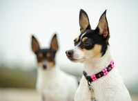 Picture of Toy Fox Terrier portrait