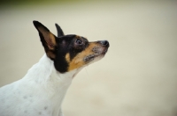 Picture of Toy Fox Terrier profile