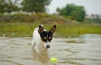 Picture of Toy Fox Terrier retrieving ball