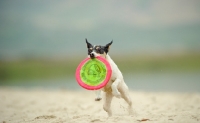 Picture of Toy Fox Terrier retrieving frisbee