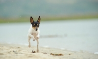 Picture of Toy Fox Terrier running on beach