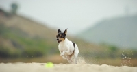 Picture of Toy Fox Terrier running on beach