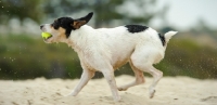 Picture of Toy Fox Terrier running on beach