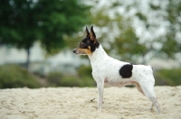 Picture of Toy Fox Terrier side view on sand