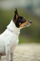 Picture of Toy Fox Terrier side view