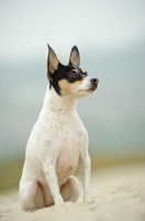 Picture of Toy Fox Terrier sitting on sand