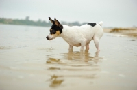 Picture of Toy Fox Terrier standing in water
