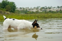 Picture of Toy Fox Terrier walking into water