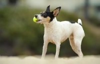 Picture of Toy Fox Terrier with ball