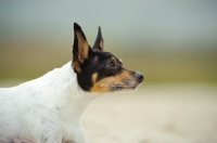 Picture of Toy Fox Terrier 