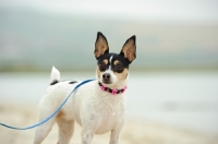 Picture of Toy Fox Terrier