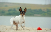 Picture of Toy Fox Terrier