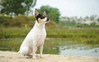 Picture of Toy Fox Terrier