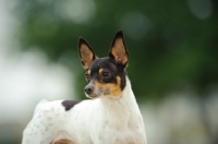 Picture of Toy Fox Terrier