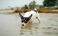 Picture of Toy Fox Terrier