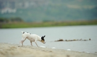 Picture of Toy Fox Terrier