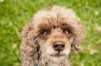 Picture of toy poodle, begging