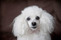 Picture of toy poodle close-up