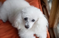 Picture of toy poodle close-up