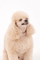 Picture of Toy Poodle grimacing