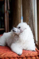 Picture of toy poodle in profile